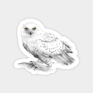 Snowy Owl Sticker